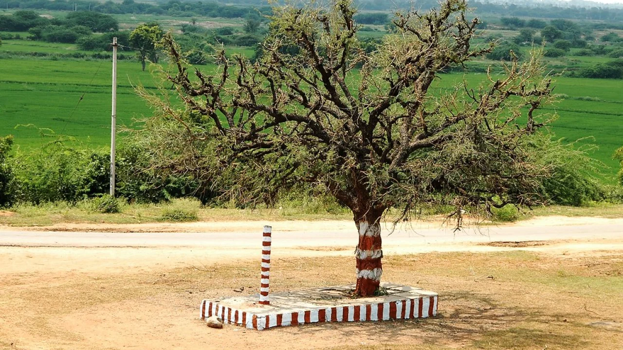 Why Is Shami Tree Worship Considered Special on Vijayadashami?