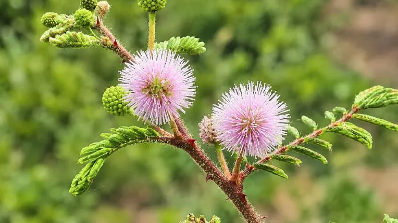 Australia’s ‘Giant Sensitive Plant’ Problem Grows: 140,000 Hectares Affected, 4.6 Million at Risk