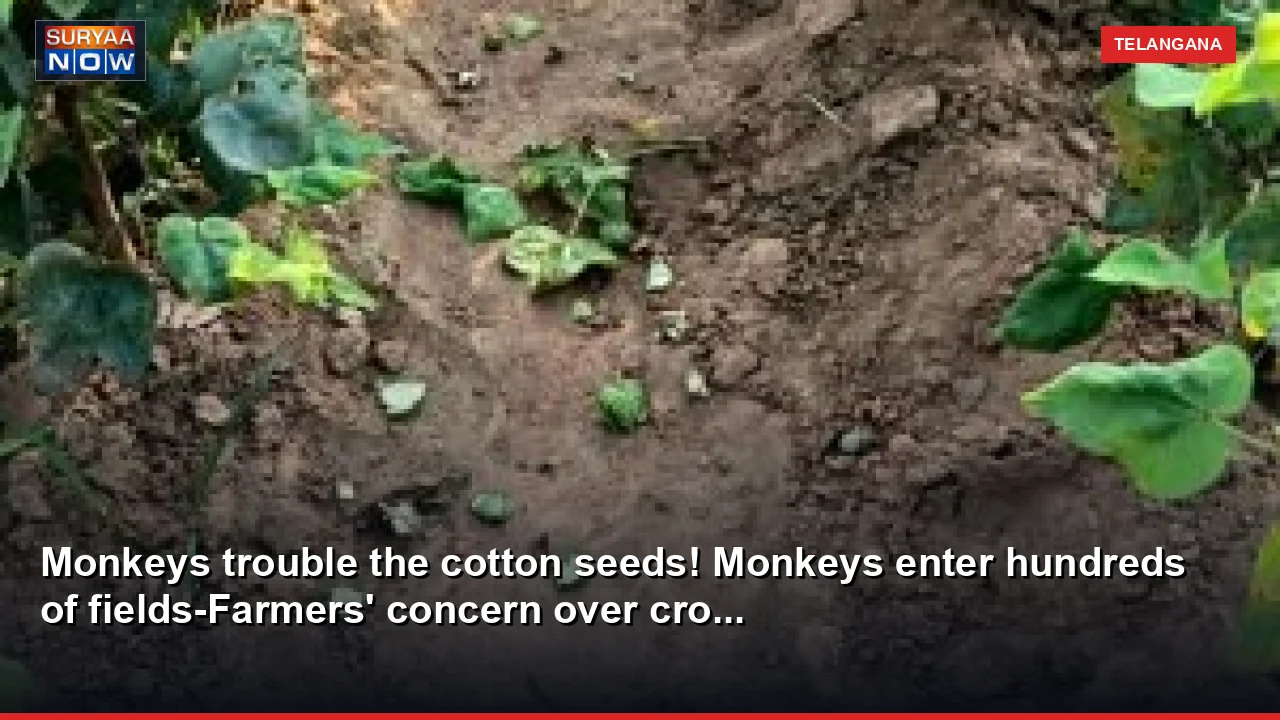 Monkeys trouble the cotton seeds! Monkeys enter hundreds of fields-Farmers' concern over cro...