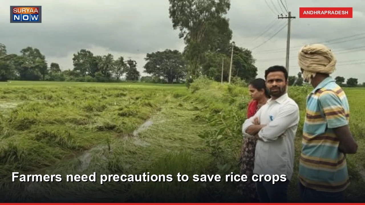 Farmers need precautions to save rice crops