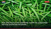 Guar seed losses in the commodity market: the arrival of the new crop poured into the market...