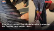 Commotion in Jammu.. Suspicious pigeon found with coded ring, Pakistani currency note: High ...
