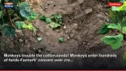 Monkeys trouble the cotton seeds! Monkeys enter hundreds of fields-Farmers' concern over cro...
