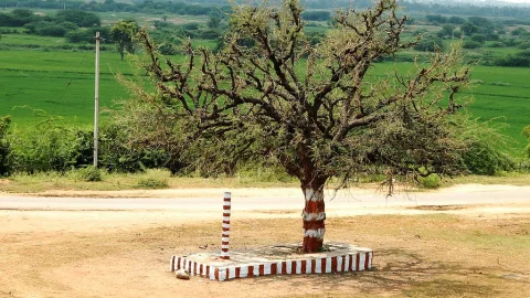 Why Is Shami Tree Worship Considered Special on Vijayadashami?