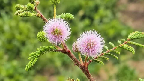 Australia’s ‘Giant Sensitive Plant’ Problem Grows: 140,000 Hectares Affected, 4.6 Million at Risk
