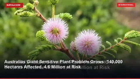 Australia’s ‘Giant Sensitive Plant’ Problem Grows: 140,000 Hectares Affected, 4.6 Million at Risk