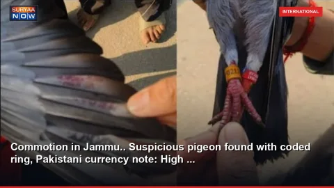 Commotion in Jammu.. Suspicious pigeon found with coded ring, Pakistani currency note: High ...