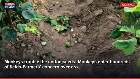 Monkeys trouble the cotton seeds! Monkeys enter hundreds of fields-Farmers' concern over cro...