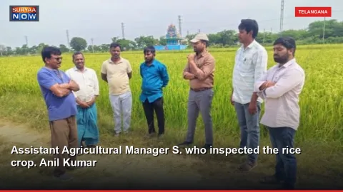 Assistant Agricultural Manager S. who inspected the rice crop. Anil Kumar