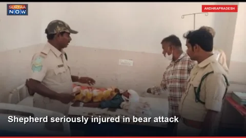 Shepherd seriously injured in bear attack