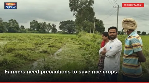 Farmers need precautions to save rice crops